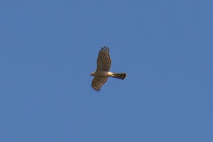 Eurasian Sparrowhawk (Accipiter nisus) In flight